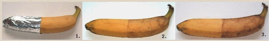 バナナの皮にUVCを照射すると茶褐色に変色する